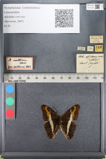 Media type: image;   Entomology 141152